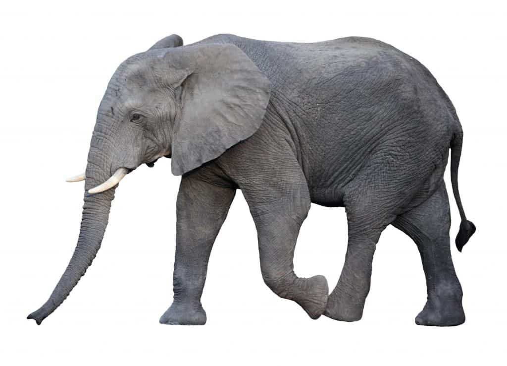 The Elephant in Nutrition