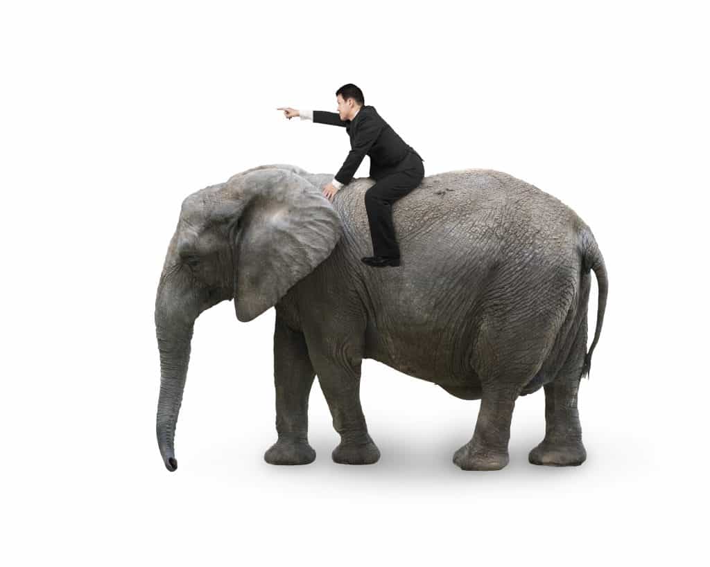 The Rider On The Elephant
