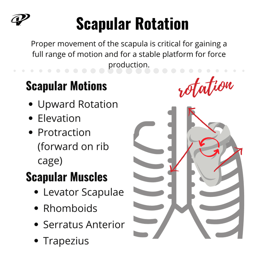 scapular control is essential for overhead lifting